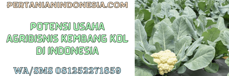 potensi,usaha,agribisnis,agrobisnis,kembang kol,pertanian indonesia